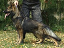 Family Protection Dog 