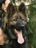 Family Protection Dog 