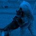 Family Protection Dog Video - MUFY