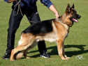 Personal Protection Dog - Pacco