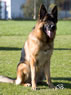 Personal Protection Dog - Pacco