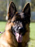 Personal Protection Dog - Pacco