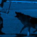 Personal Protection Dog Video - Pacco