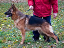 Elite Protection Dog - Paxo