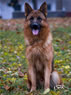 Elite Protection Dog - Paxo