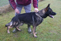 Quentin - Personal Protection Dog