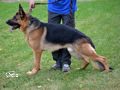 Personal Protection Dog - Qwin