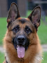 Personal Protection Dog - Qwin