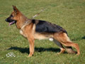 Family Protection Dog - Santer