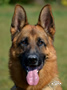 Family Protection Dog - Santer
