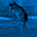 Family Protection Dog / Simon video