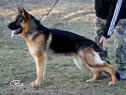 Family Protection Dog - Simon