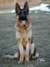 Family Protection Dog - Simon