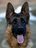 Family Protection Dog - Simon