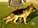 Personal Protection Dog