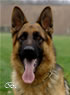 Personal Protection Dog