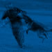Elite Protection Dog Video - TUSSY