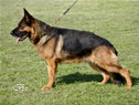 Tussy - Elite Protection Dog