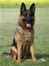 Tussy - Elite Protection Dog