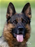 Tussy - Elite Protection Dog