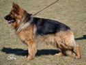 Obedient Pet - Watch Dog for sale / Virgil