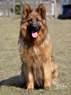Obedient Pet - Watch Dog for sale / Virgil