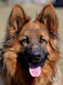 Obedient Pet - Watch Dog for sale / Virgil
