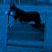 Personal Protection Dog Video - Werne