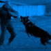 Personal Protection Dog Video - Werne