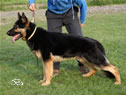 Personal Protection Dog - Werne
