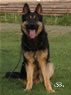 Personal Protection Dog - Werne