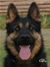 Personal Protection Dog - Werne