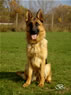 Elite Protection Dog - Wika