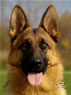 Elite Protection Dog - Wika