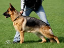 Elite Protection Dog - Wika