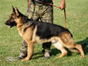 Family Protection Dog - Xaron