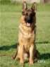 Family Protection Dog - Xaron