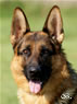 Family Protection Dog - Xaron