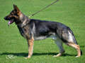 Click to enlarge Elite Protection Dog - Xero