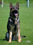 Click to enlarge Elite Protection Dog - Xero
