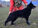 Personal Protection Dog - Yanick