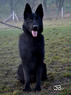 Personal Protection Dog - Yanick