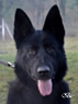 Personal Protection Dog - Yanick