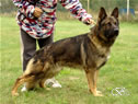 Stud Dog for your breeding program 