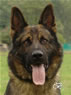 Stud Dog for your breeding program 