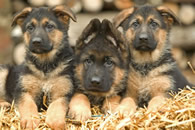 K9 Ambassador - Puppies