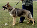 Personal Protection Dog For Sale - AGI