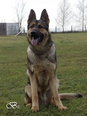 Personal Protection Dog For Sale - AGI