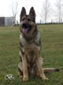 Personal Protection Dog For Sale - AGI