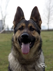 Personal Protection Dog For Sale - AGI